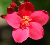 Blüte Blüte