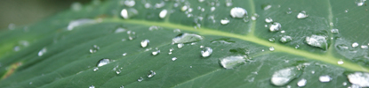 Wassertropfen auf Blatt Wassertropfen auf Blatt